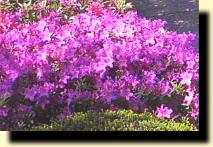 Photo of azalea bush