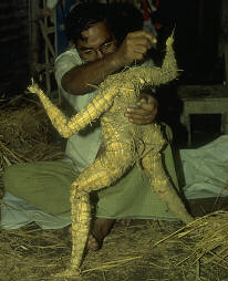straw skeleton