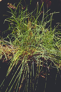 Garden Chive
